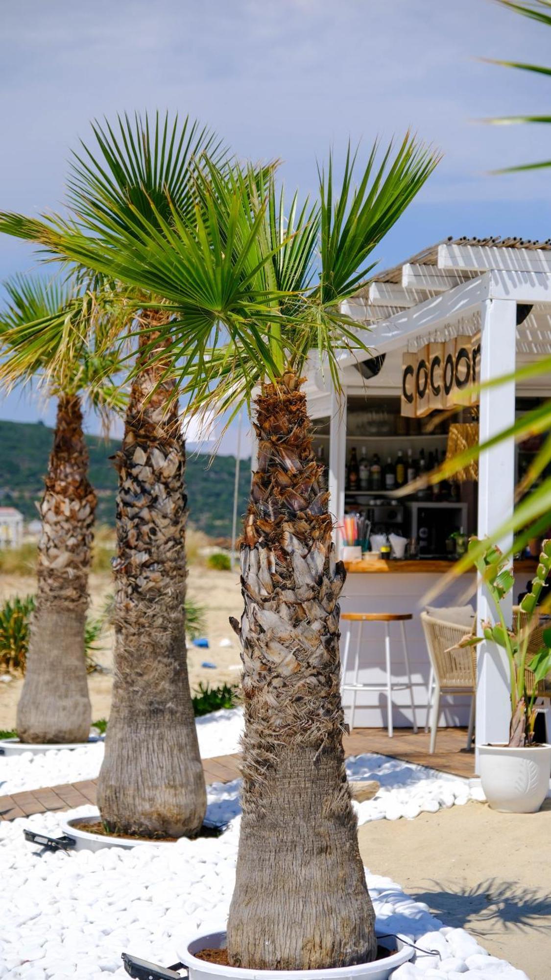 Cocoon Hotel-Beach Bar Sarti Exterior photo